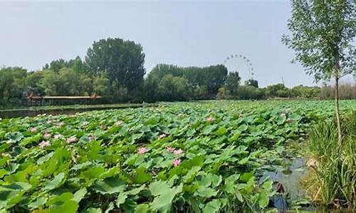 白浪绿洲湿地公园 水来源_白浪绿洲湿地公园从哪个门进